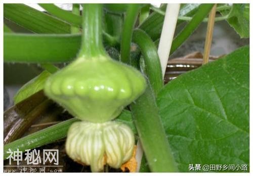 飞碟瓜的种植方法-5.jpg