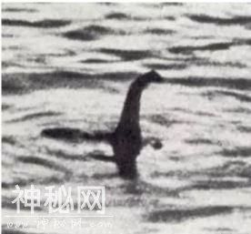 意外！科学家查了几百罐尼斯湖水的DNA，传说中的水怪可能只是条大鳗鱼？-1.jpg