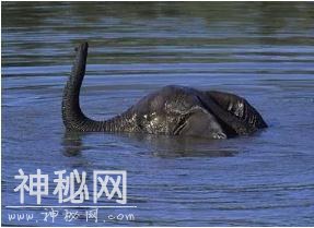 意外！科学家查了几百罐尼斯湖水的DNA，传说中的水怪可能只是条大鳗鱼？-7.jpg