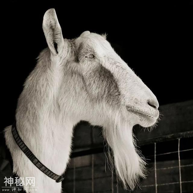 摄影师耗费10年，拍下动物们老去的样子-6.jpg