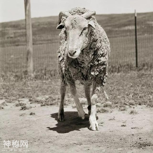 摄影师耗费10年，拍下动物们老去的样子-11.jpg