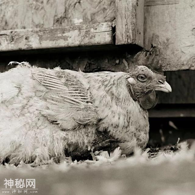 摄影师耗费10年，拍下动物们老去的样子-15.jpg