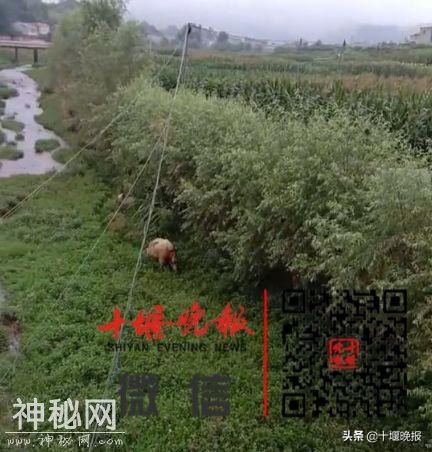 竹溪发现神奇动物！全身金色，最重达1吨-2.jpg