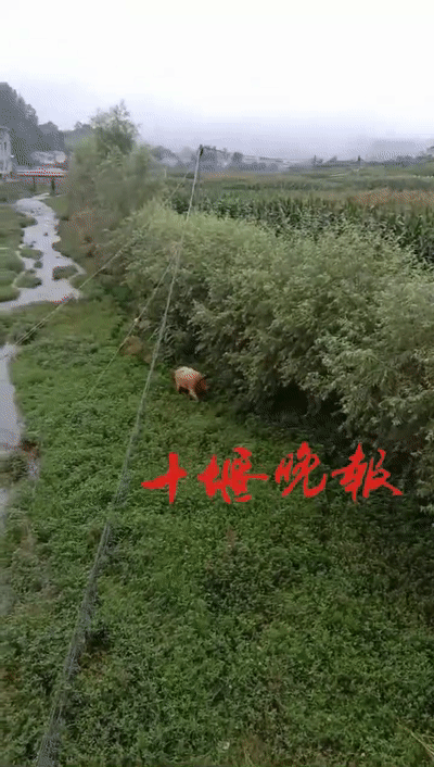 竹溪发现神奇动物！全身金色，最重达1吨-3.jpg