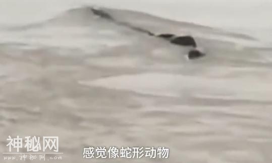 专家初判“三峡坝区神秘龙样水怪”：不是水怪，蛇的可能性大-11.jpg