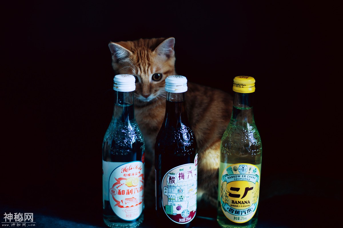 图虫人文摄影：猫片-产品猫-3.jpg