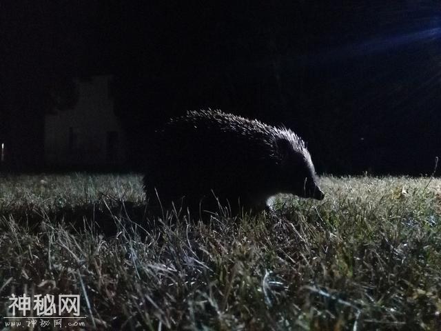 德国民众深夜常听到怪叫声彻夜难眠，警方赶到现场发现是刺猬交配-1.jpg