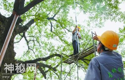 保护京城“活的文物”700株濒危古树年内复壮-1.jpg