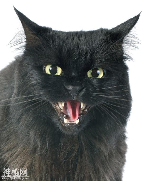 黑猫，真的能通灵吗？-7.jpg