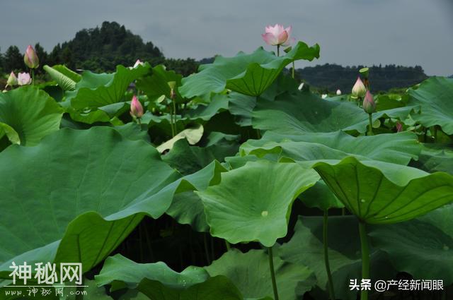 伴绝症初恋最后一程，悲情男儿真情复归声声唤妻女-3.jpg