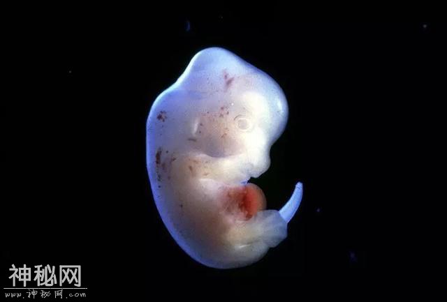 日本政府批准“人兽杂交胚胎”实验，让动物长出人类器官？-2.jpg