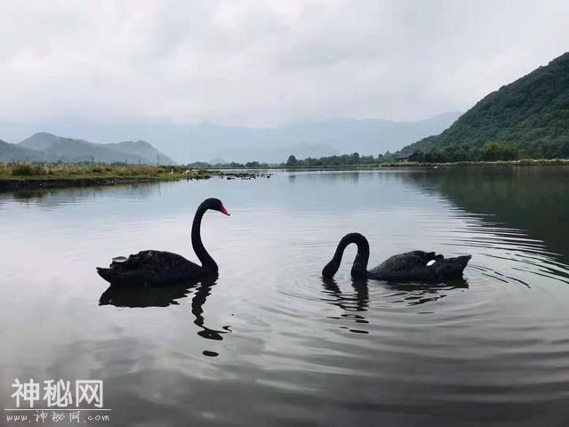 湖北的神农架：传说中野人出没的天堂，中部地区最大的原始森林-8.jpg