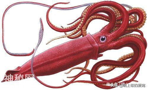中国是最神秘的国度，十大未知生物一半来自中国-7.jpg