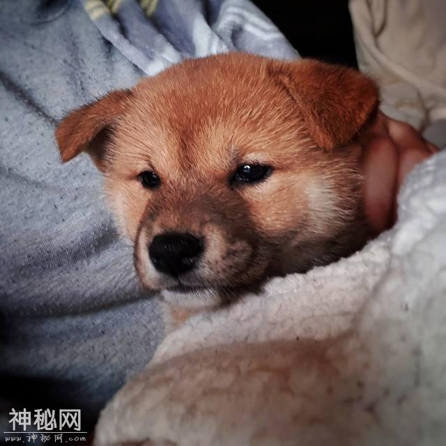 柴犬肝癌去世，主人一年后领养新的狗狗，却发现两者有相同印记-2.jpg