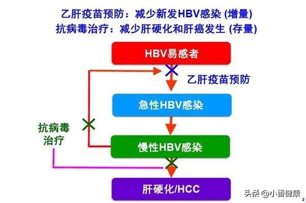 乙肝小三阳发病原理指什么，认清免疫状态，应答与抗病毒有联系-2.jpg