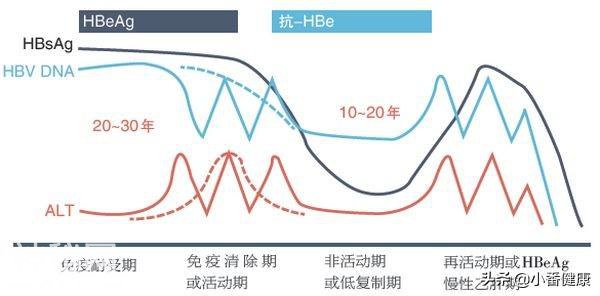 乙肝小三阳发病原理指什么，认清免疫状态，应答与抗病毒有联系-4.jpg