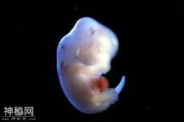 日本批准人与兽杂交胚胎实验，让动物长人类器官，民众忧杂交生物-1.jpg
