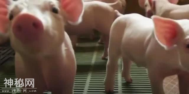 日本批准人与兽杂交胚胎实验，让动物长人类器官，民众忧杂交生物-2.jpg