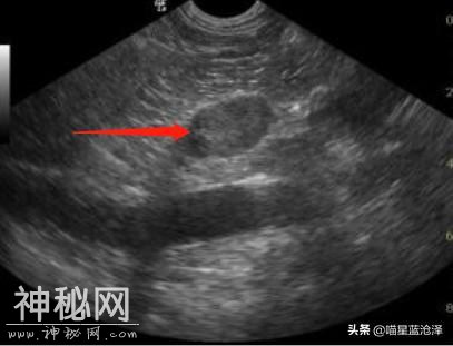 关于幼猫你不知道的10件事之——幼猫怎么分辨公母？-13.jpg