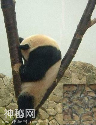 动物们的神奇瞬间；大熊猫睡觉、老虎及猫咆哮等-6.jpg