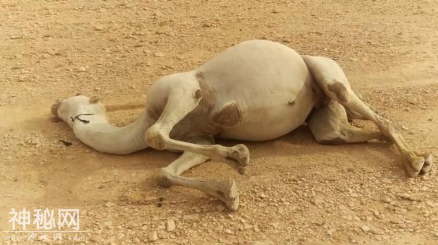 沙漠中的骆驼尸体，为什么要小心？-1.jpg