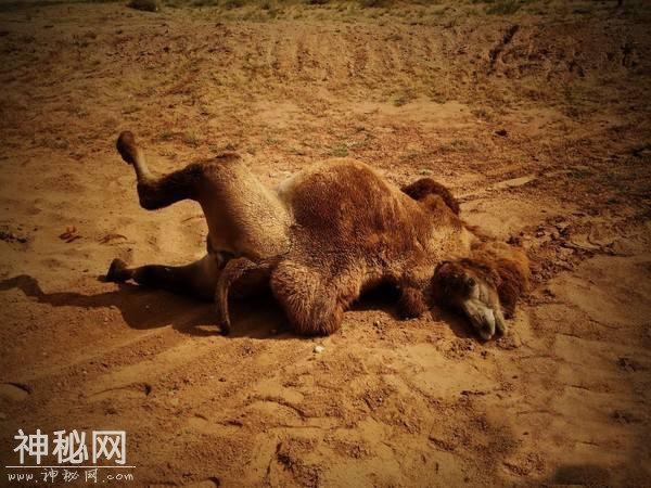 沙漠中的骆驼尸体，为什么要小心？-3.jpg