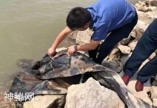 破案了！“三峡水怪”近照曝光，其实是一块帆布……-6.jpg