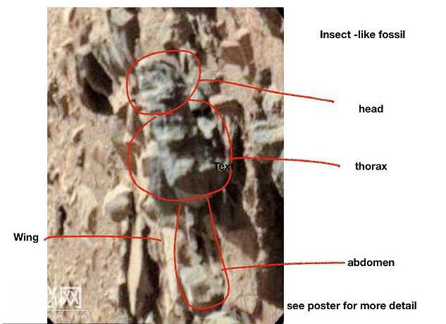 俄亥俄州大学教授称：NASA照片证明类似昆虫的生物正在火星上飞-3.jpg
