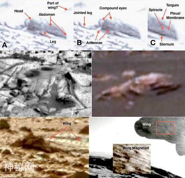 俄亥俄州大学教授称：NASA照片证明类似昆虫的生物正在火星上飞-8.jpg