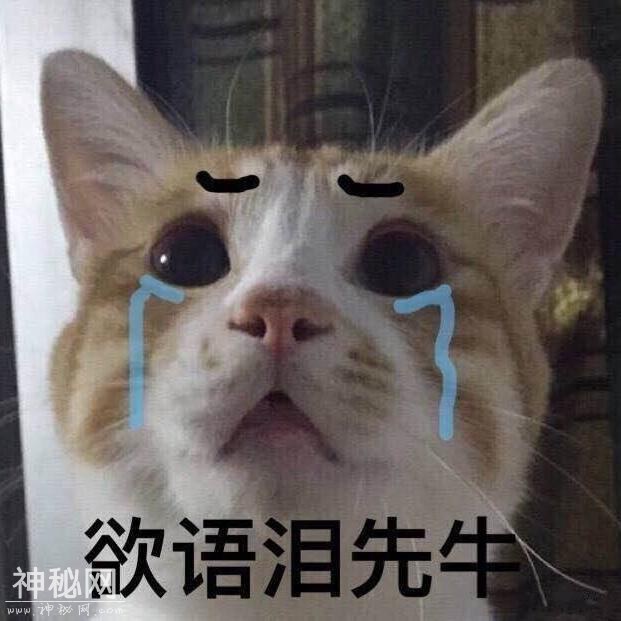 猫咪表情包合集｜大老虎嗷呜嗷呜-1.jpg