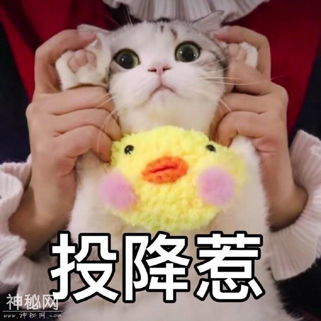 猫咪表情包合集｜大老虎嗷呜嗷呜-2.jpg