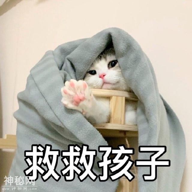 猫咪表情包合集｜大老虎嗷呜嗷呜-8.jpg