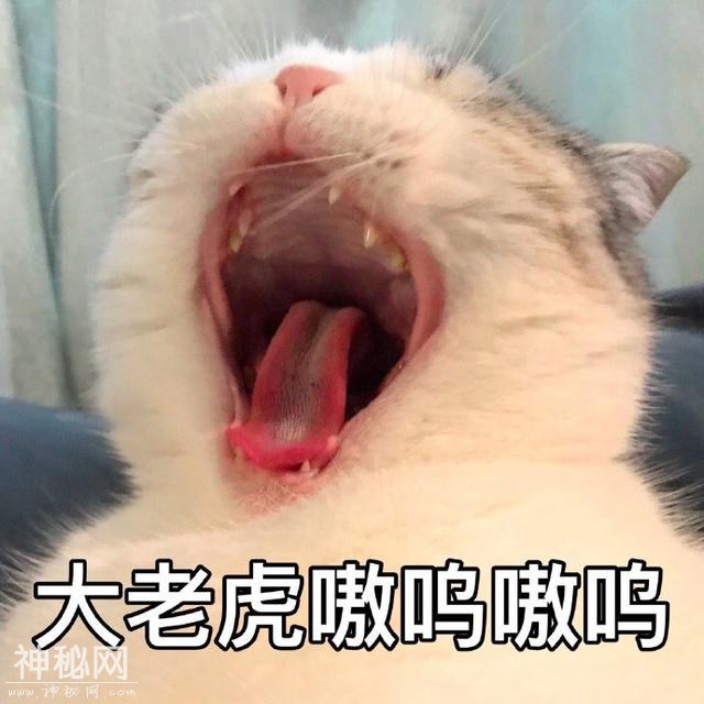 猫咪表情包合集｜大老虎嗷呜嗷呜-9.jpg