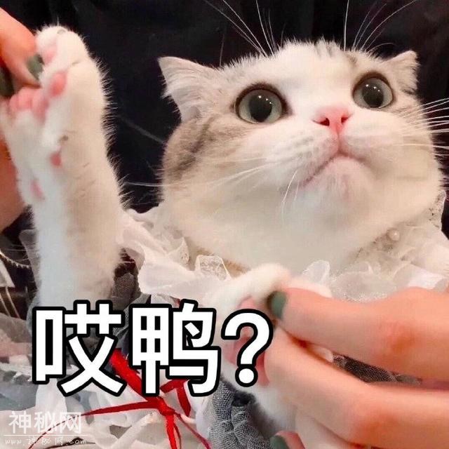 猫咪表情包合集｜大老虎嗷呜嗷呜-5.jpg