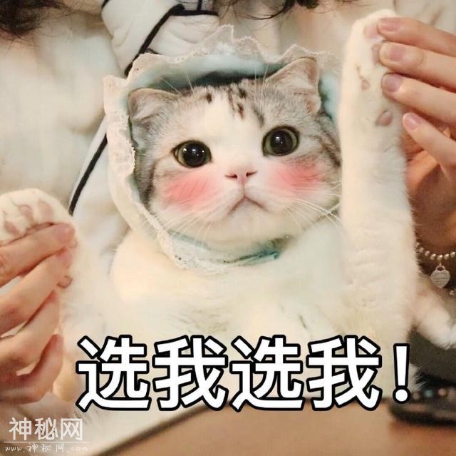 猫咪表情包合集｜大老虎嗷呜嗷呜-10.jpg