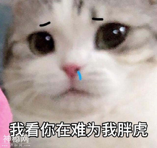 猫咪表情包合集｜大老虎嗷呜嗷呜-3.jpg