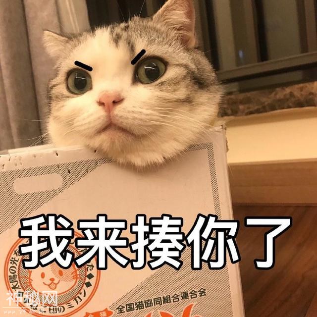 猫咪表情包合集｜大老虎嗷呜嗷呜-6.jpg