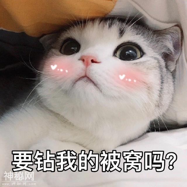 猫咪表情包合集｜大老虎嗷呜嗷呜-4.jpg
