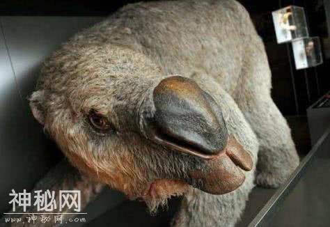 5大奇特怪异的未知生物，第3种曾在一年之中被目击千余次-5.jpg