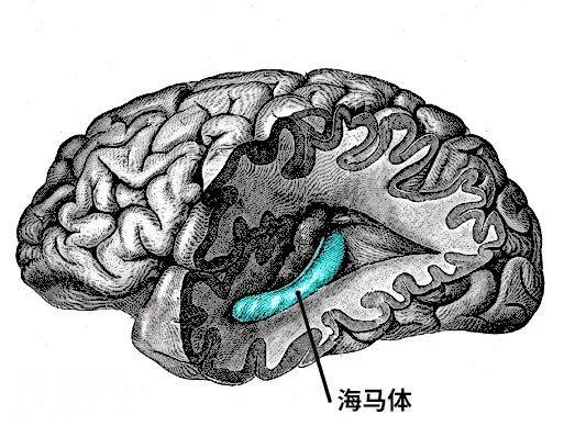 掉肌肉、跑两步就喘……停训后，身体都发生了什么变化？-3.jpg