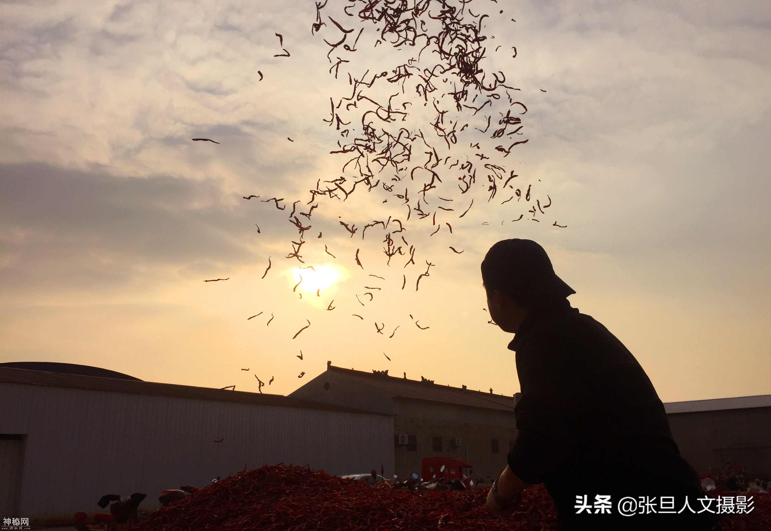 山西58岁农民是辣椒经纪人，看他年收入从十几万到一百万的过程-8.jpg