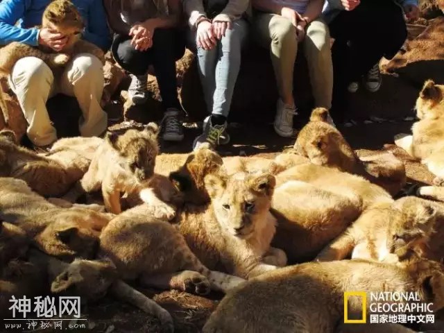 野生动物倒下，成了有钱人的战利品-10.jpg