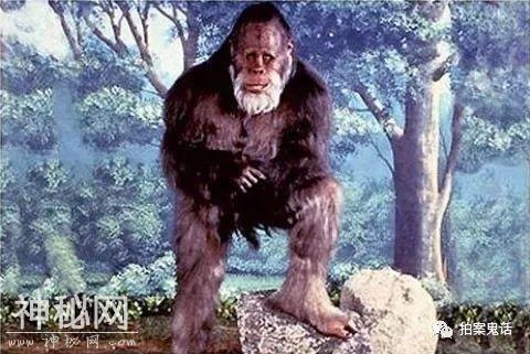 神农架野人是否真实存在？-2.jpg