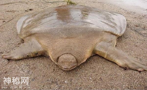 12个你可能从未听说过的未知生物-5.jpg