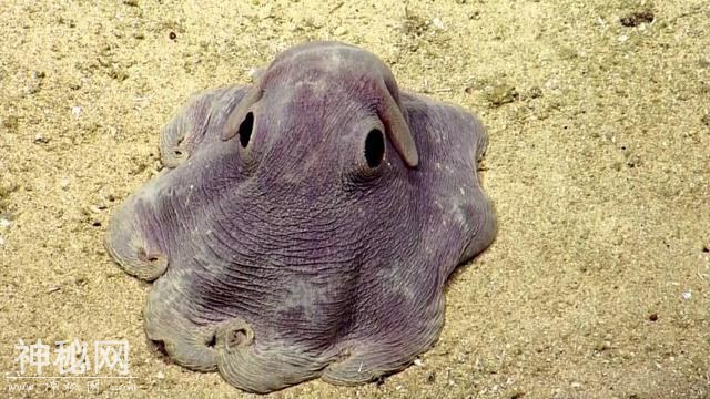 12个你可能从未听说过的未知生物-8.jpg
