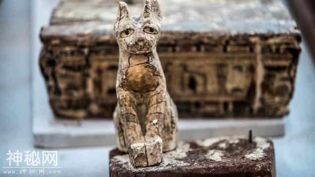 埃及发现猫科木乃伊，含两头“大猫”幼崽，古埃及人也养宠物狮么-8.jpg