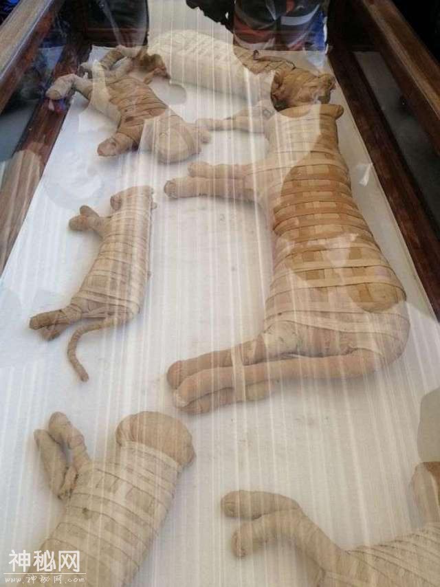 埃及发现猫科木乃伊，含两头“大猫”幼崽，古埃及人也养宠物狮么-7.jpg