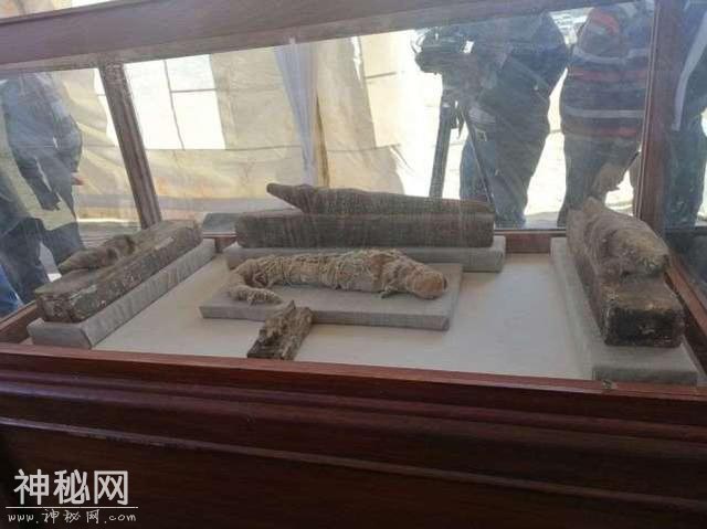 埃及发现猫科木乃伊，含两头“大猫”幼崽，古埃及人也养宠物狮么-3.jpg