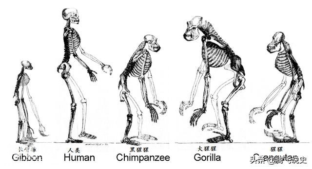 地球上还有野人吗？人类，一种会撒谎的猿，造成兄弟物种的大灭绝-4.jpg