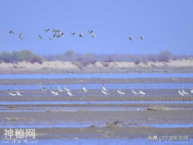 首次发现！国家一级保护动物——大鸨现身黄河宁夏平罗段-2.jpg